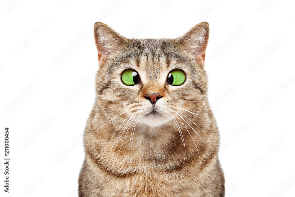 Portrait of a funny cross-eyed cat Scottish Straight isolated on white background