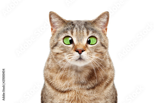 Fototapeta Naklejka Na Ścianę i Meble -  Portrait of a funny cross-eyed cat Scottish Straight isolated on white background