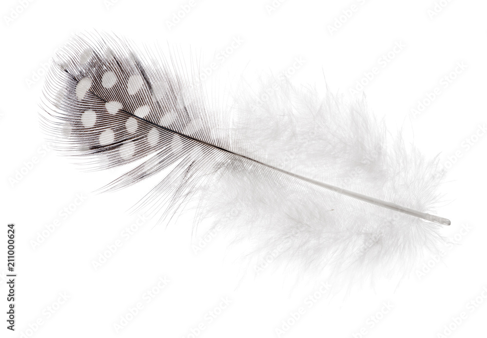 isolated fluffy feather in light spots