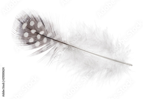 isolated fluffy feather in light spots
