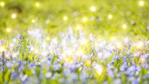 bright background with small blue flowers in grass