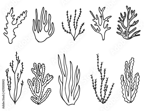 seaweed set vector sketch icon. isolated