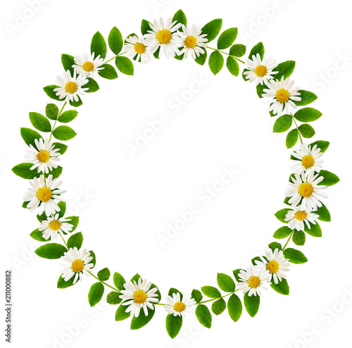 Fototapeta Naklejka Na Ścianę i Meble -  Fresh green leaves of Siberian peashrub and daisy flowers in a round frame