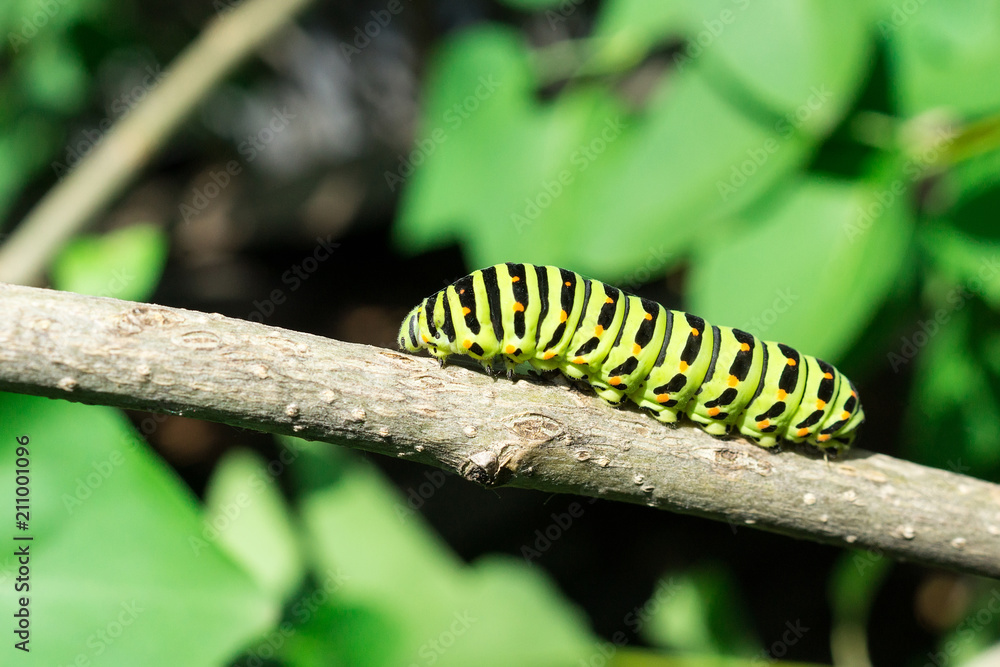 Green caterpillar on lilac leaf