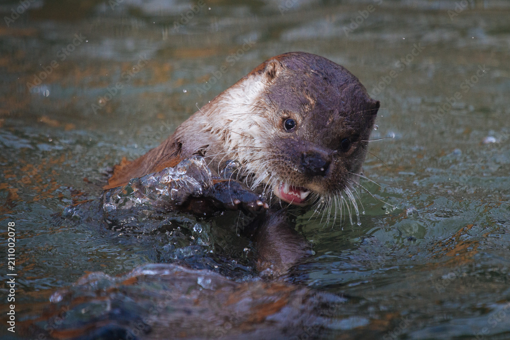 Fototapeta premium Cute funny river otter swimming in the water