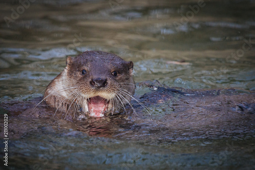 Cute funny otter swimming in the water