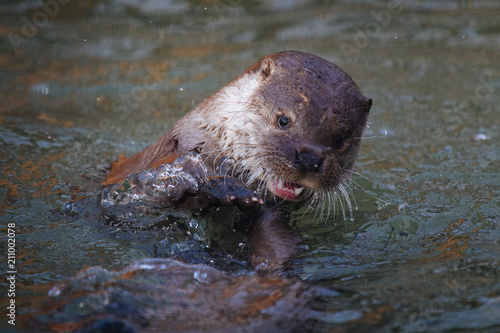 Cute funny river otter swimming in the water
