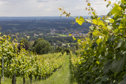 vineyard in western styria,austria. old wine growing area near Stainz named Schilcherstrasse 