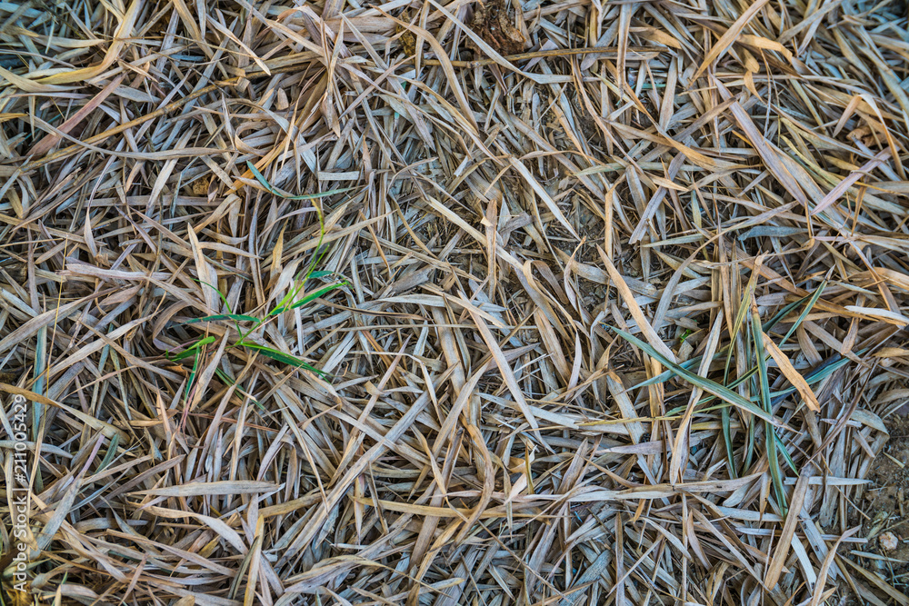 dried bamboo leaves on the floor dried bamboo leaves on the floor