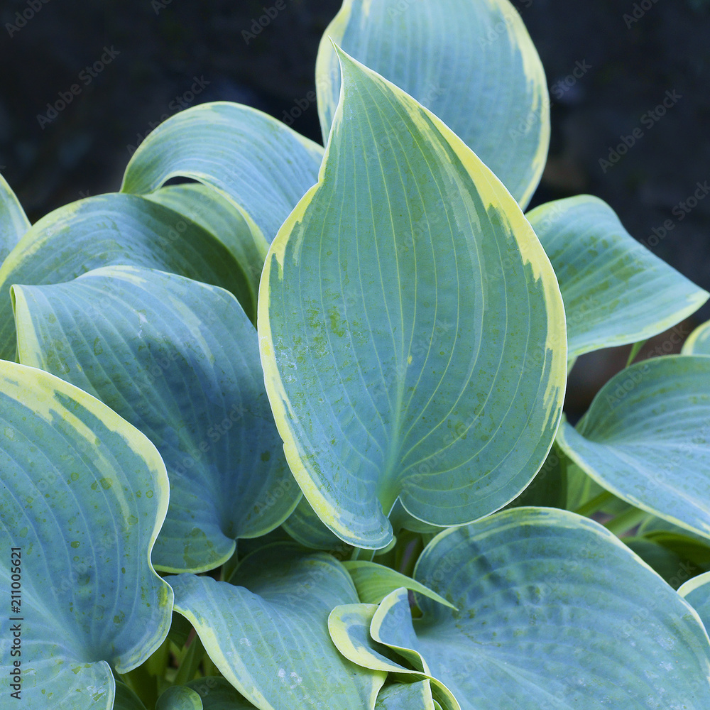 Hosta Frosted Dimples / hostas / plantain lilies Stock Photo | Adobe Stock