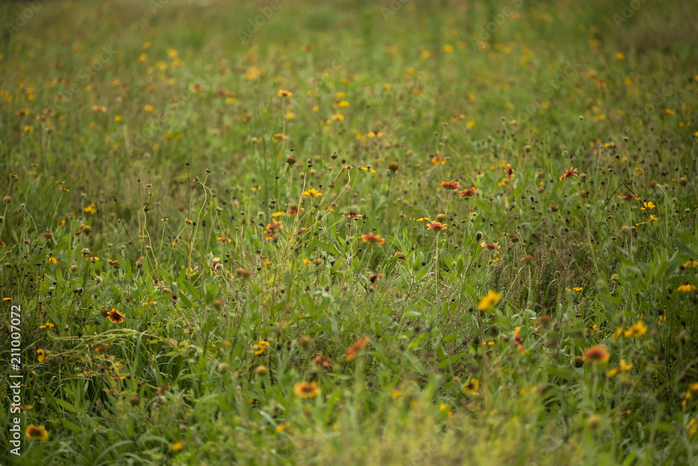 Wildflower field in the summer