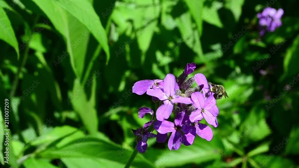 Apis mellifera, western honey bee, flower, Hesperis matronalis, pollination Apis mellifera, western honey bee, flower, Hesperis matronalis, pollination