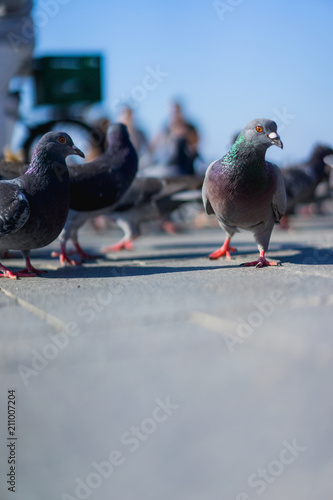 Close up of birds and pigeons