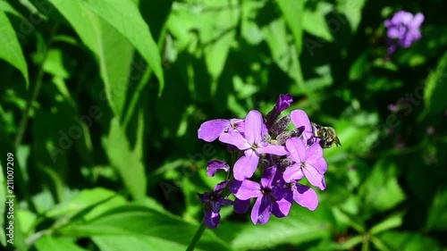 Wallpaper Mural Apis mellifera, western honey bee, flower, Hesperis matronalis, pollination Torontodigital.ca