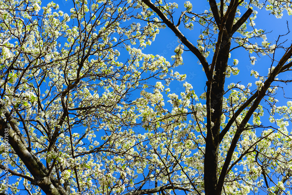 White tree flowers blossoming against a bright blue sky White tree flowers blossoming against a bright blue sky