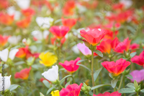 Portulaca flower with pink red purple and yellow blooming in garden when morning sun