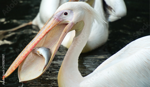 Great white pelican