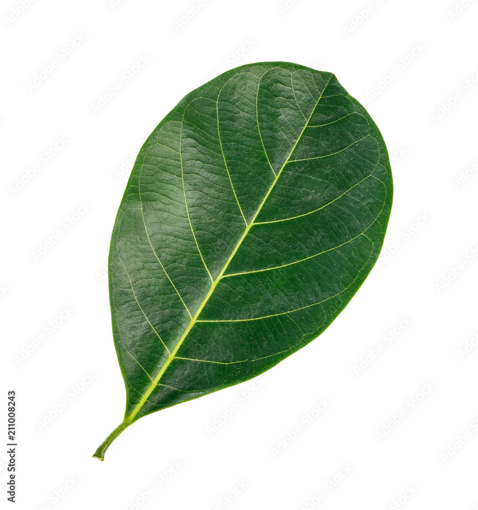 leaf of jackfruit green isolated on white background. leaf of jackfruit green isolated on white background.