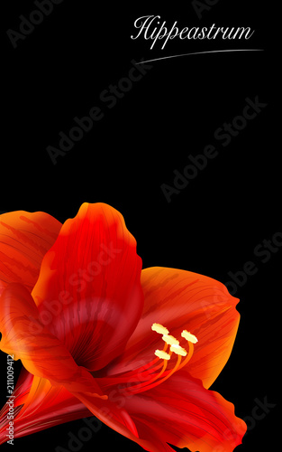 Template for greeting cards, wedding decorations, sales. Vector banner with Luxurious bright red Hippeastrum flowers. Spring or summer design.