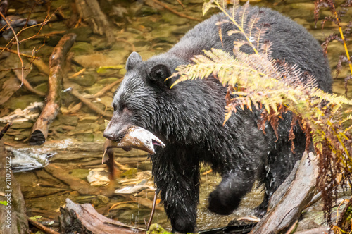 Black bear with salmon