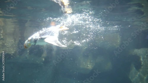 A puffin swimming underwater in slow motion
