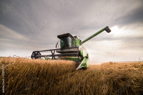Harvesting of wheat field with combine photo