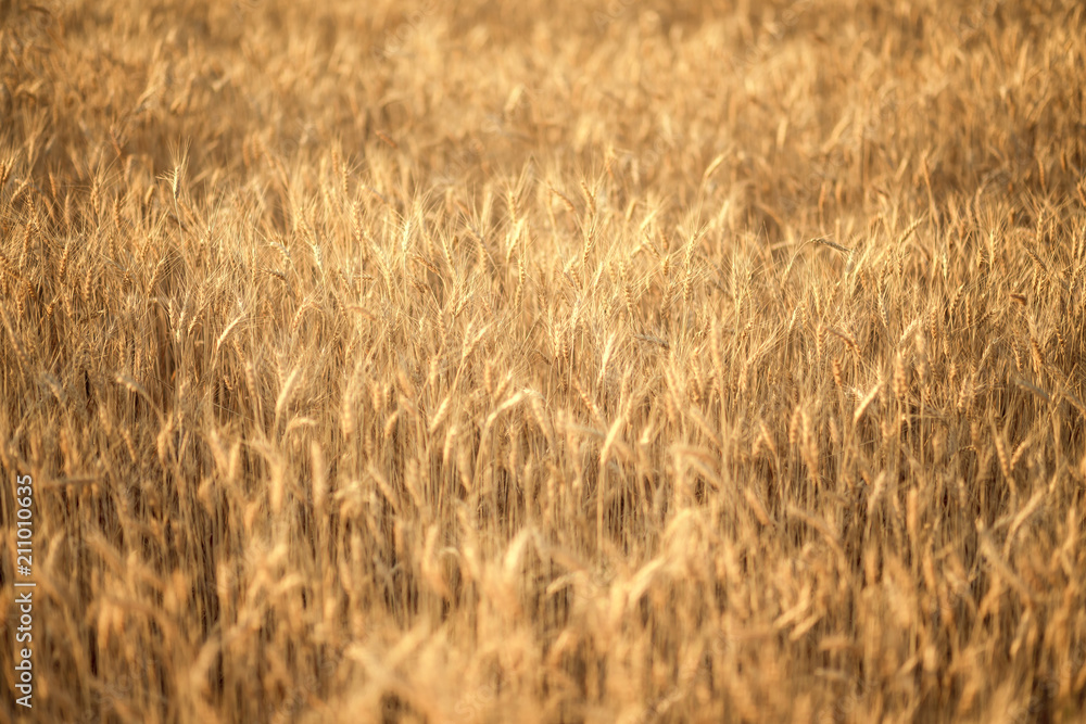 backdrop of ripening ears of yellow wheat field on the sunset cloudy orange sky background. Copy space of the setting sun rays on horizon in rural meadow Close up nature photo Idea of a rich harvest backdrop of ripening ears of yellow wheat field on the sunset cloudy orange sky background. Copy space of the setting sun rays on horizon in rural meadow Close up nature photo Idea of a rich harvest