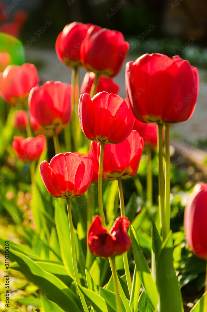 Bright fresh red tulips grow on a flower bed. Bright fresh red tulips grow on a flower bed.