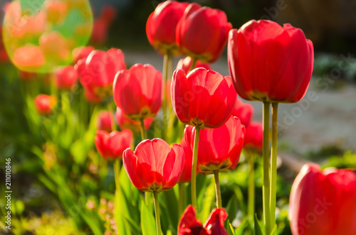 Bright fresh red tulips grow on a flower bed. © Alona Dudaieva