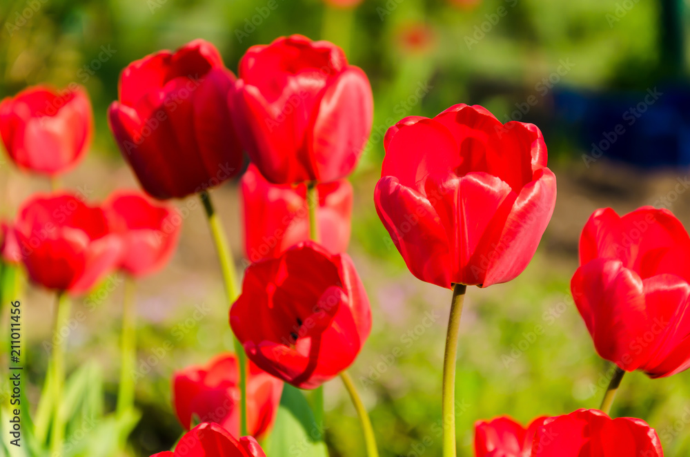 Bright fresh red tulips grow on a flower bed.