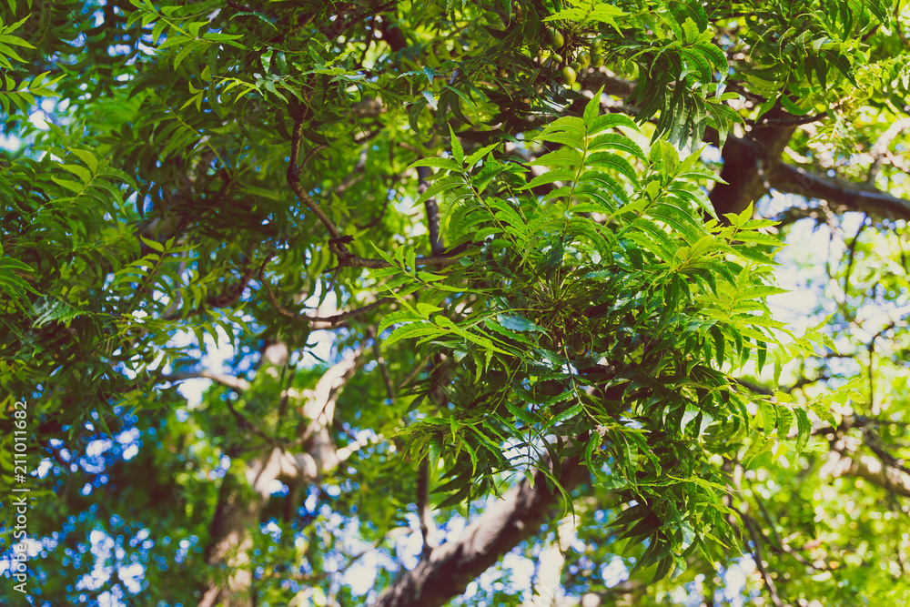 tropical looking tree with lushy green leaves tropical looking tree with lushy green leaves