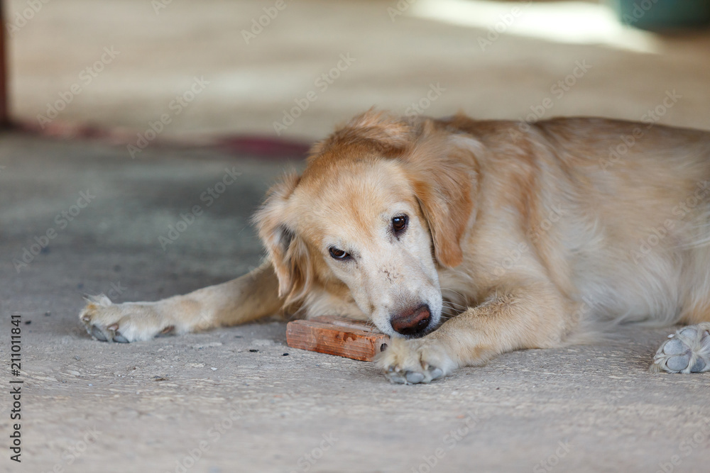 Close up of golden retriever dogs biting a red brick for playing.