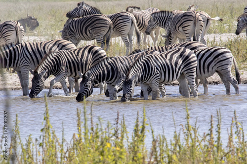 Damara zebra  Equus burchelli antiquorum  at woterhole Namibia