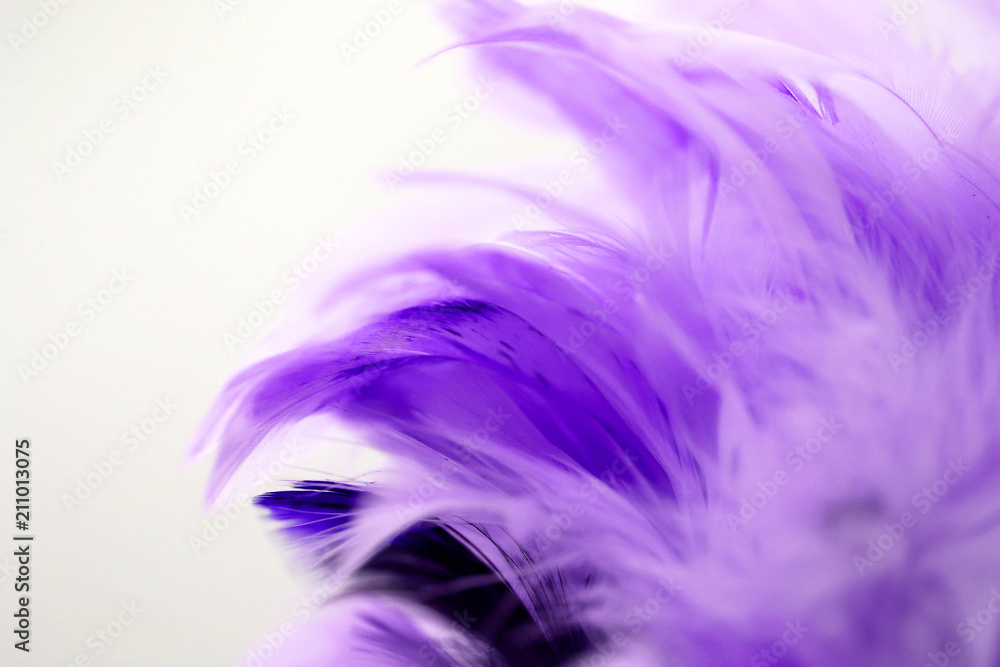 Obraz premium Closeup purple feather ,Multicolored feathers ,background texture, abstract