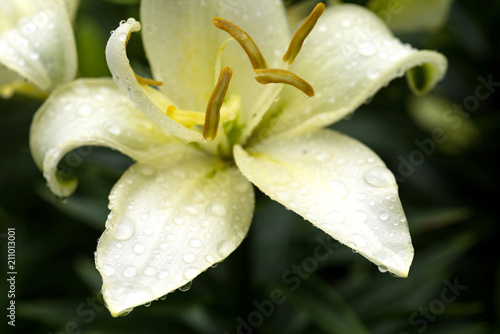 Flower of white-green Daylily in drops after the rain. Selective focus..