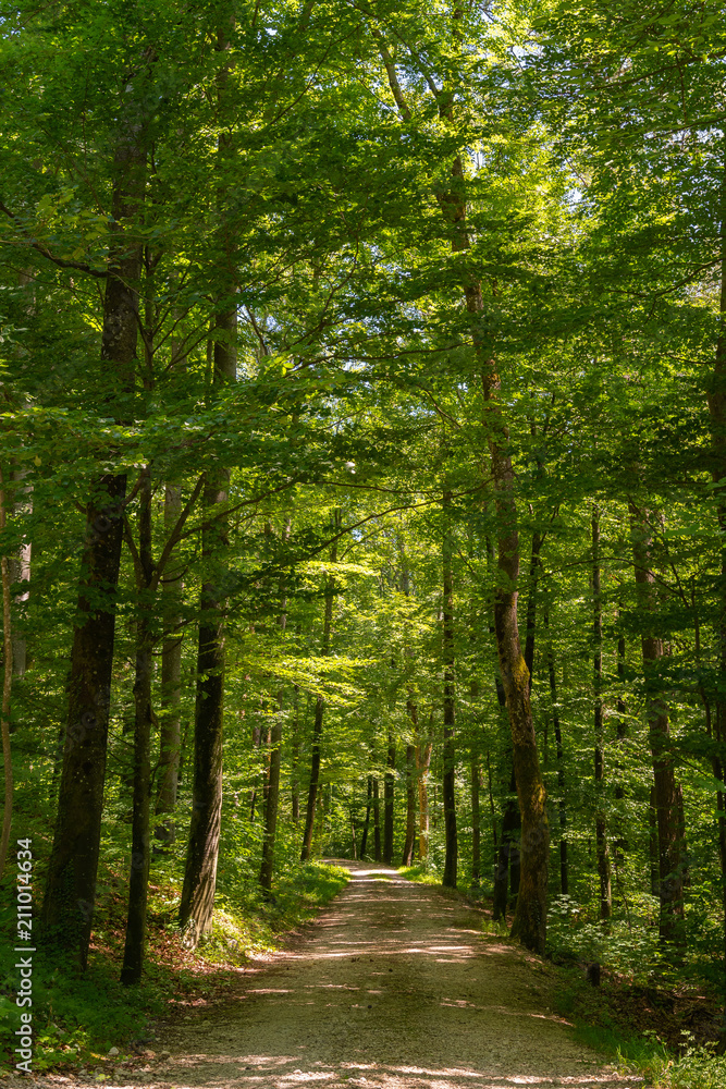 Fototapeta premium Idylle im Wald im Sommer - grüner Wald mit Weg