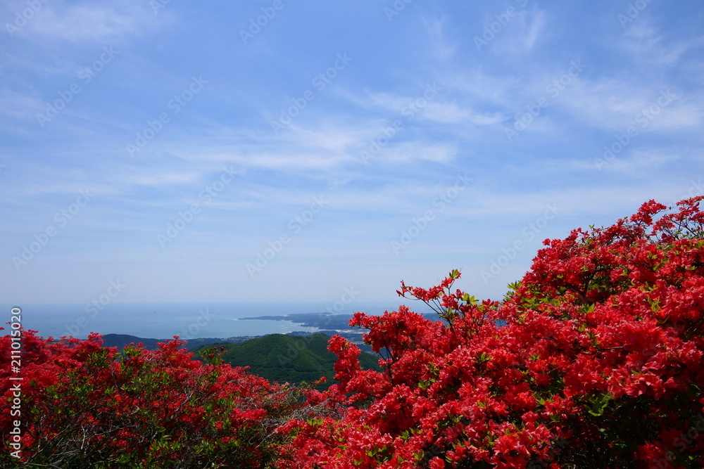 三陸海岸と満開のツツジ。初夏の徳仙丈山より。気仙沼　宮城　日本。５月下旬。
