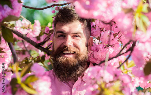 Harmony concept. Man with beard and mustache on smiling face near flowers. Hipster in pink shirt near branches of sakura tree. Bearded man with stylish haircut with flowers of sakura on background.