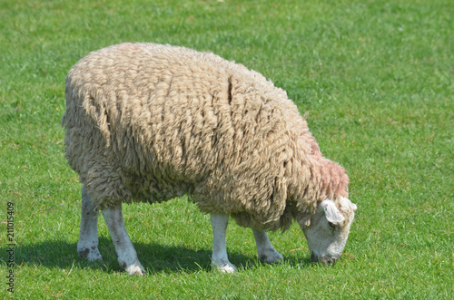 A grazing sheep