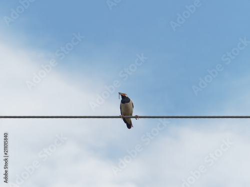 Common myna bird standing or perching on wire rope or cable sling with dry grass or straw in the mouth over blue sky background © PattayaPhotography