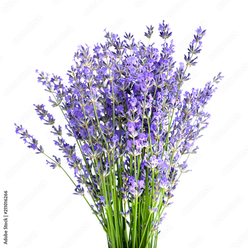 Naklejka premium Bunch of lavender flowers on white background