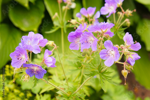 Fototapeta Naklejka Na Ścianę i Meble -  Geranium sylvaticum or wood cranesbill purple flowers