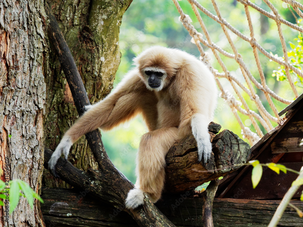 Naklejka premium Yellow gibbon with black face and white fur at eyebrow, cheek, hands, and feet resting on a log with blurred background