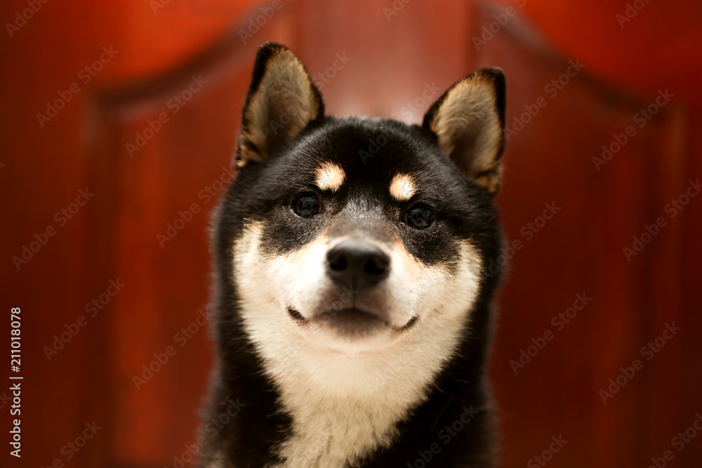 Japanese Shiba Inu dog. Beautiful shiba inu puppy color black brown.  Stock-bilde | Adobe Stock