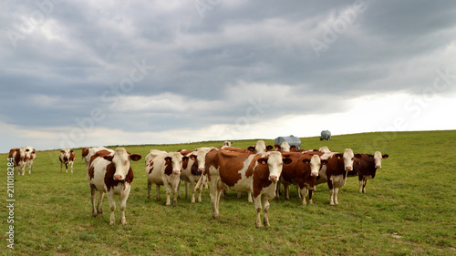 A herd of dairy cows  or dairy cattle in a green pasture. Montbeliarde breed cows.