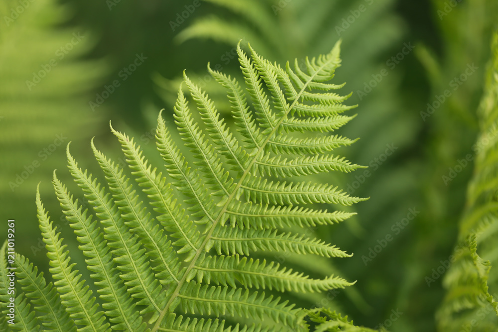 Fern leaf closeup Fern leaf closeup