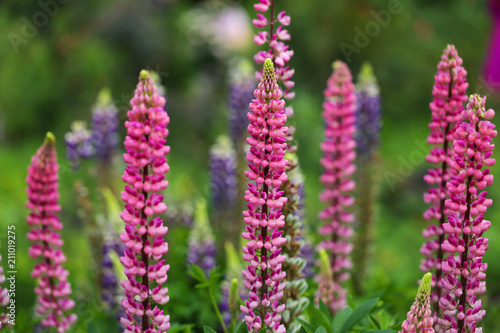 Pink Lupines in the garden