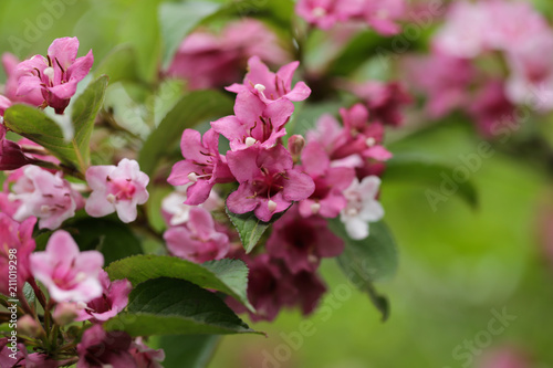 Blooming pink Weigela (Weigela hybrida)