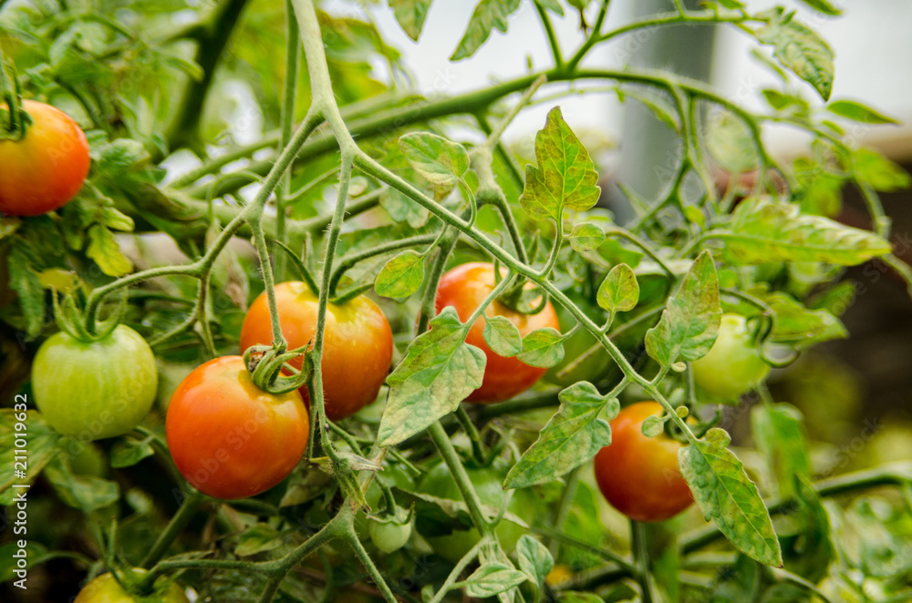 Tomatoes await harvest at a small farm