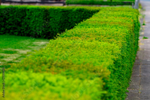 green hedge or Green Leaves Wall  geometrical bush landscape design